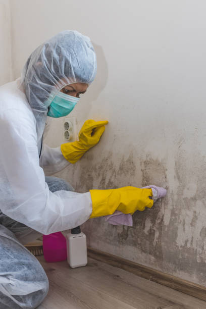 Best Post-Remediation Verification Testing  in Westwood, KY