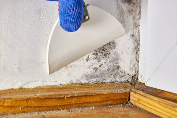 Reliable Westwood, KY Mold Removal Solutions