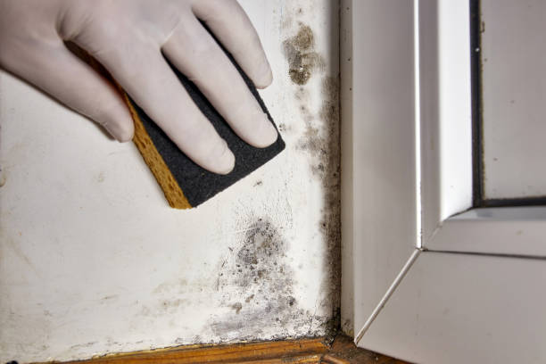 Best Asbestos and Lead Testing During Mold Inspection  in Westwood, KY